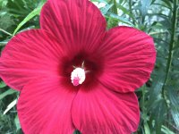 IMG_1765.jpg