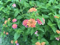 IMG_1767.jpg