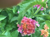 IMG_1769.jpg