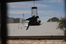 DSC_0292.jpg