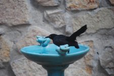 DSC_0287.jpg
