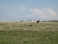 Prairie 002.jpg