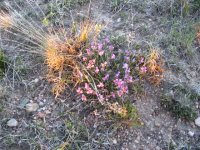 Prairie 019.jpg