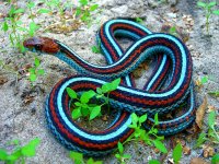 San Francisco Garter Snake.jpg
