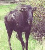 bull moose, charging.jpg