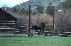 Bull Moose, just watching.jpg