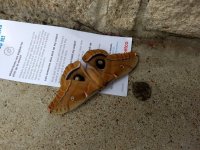 Moth rs 1.jpg
