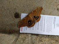 Moth rs 3.jpg