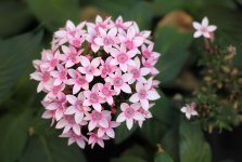 Flowers2s.jpg