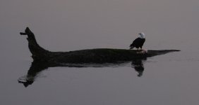 DSC_0082-001.JPG