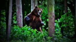 bears-nature-hug-bear-forest-ready-animals-picture-pictures-1366x768.jpg