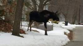 moose.jpg