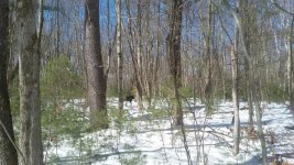 Moose March 2017.jpg