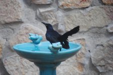 DSC_0286.jpg