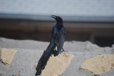DSC_0284.jpg