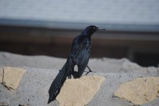 DSC_0285.jpg