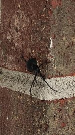 spider.jpg