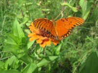 IMG_1564.JPG