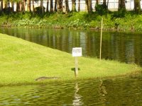 Gator Watchdog.JPG