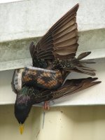 Snake and bird.jpg