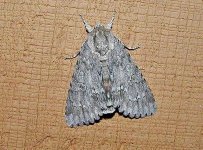 american_dagger_moth_04.jpg