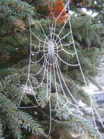 web.jpg