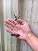spider and prey in web.jpg