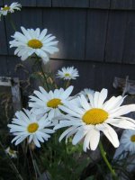 daisies.jpg