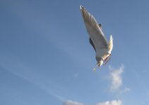 DSC_0776.jpg
