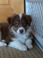 pup.jpg