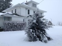 Jan 14 2019 cedar tree (Med).jpg