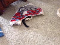 Patches in hiding (1).jpg