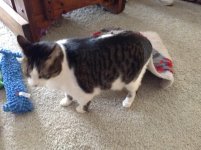 Patches in hiding (2).jpg