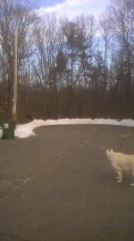 Moose 2 March 2017.jpg