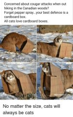 Cougars and boxes.jpg