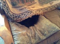 Molly under wraps (Large).jpg