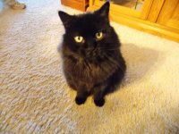 Cats 4_26_15__27 (Large).jpg
