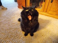 Cats 4_26_15__26 (Large).jpg