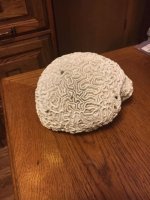 Brain Coral.jpg
