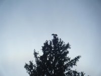 Bald Eagle (3).jpg