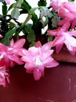 christmas cactus.jpg