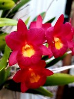 orchid 1.jpg