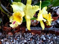 orchid 2.jpg