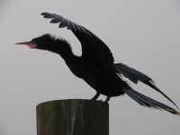 Marker One Anhinga.jpg