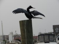 Marker One Marina  Anhinga.jpg