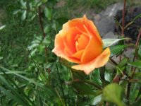 rose.jpg