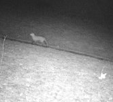 fox or not.jpg
