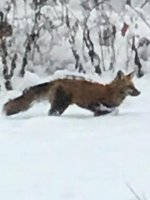 Fox.jpg