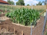 Sweet Corn.jpg