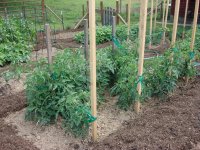 Tomatoes.jpg
